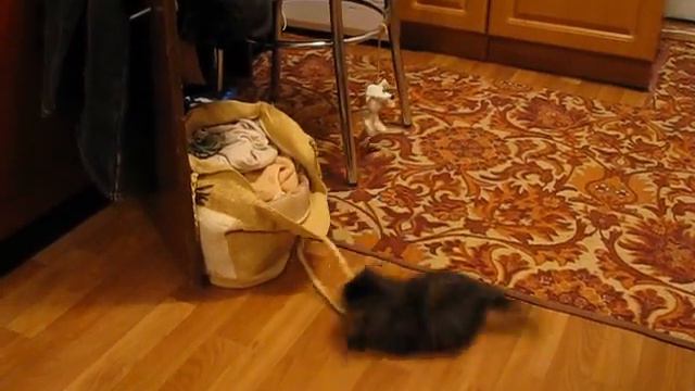 Маленький котенок играет с сумкой (The little kitten plays) смотреть онлайн