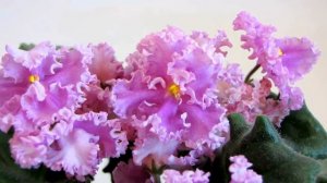 Rosie Ruffles. Видео обзор сорта фиалки. Юлия Датта