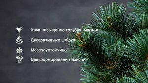 NEGISHI - Сосна мелкоцветковая (Pinus parviflora 'Negishi') — описание растения