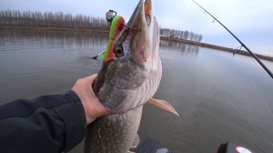 Важен ли цвет приманки при ловле щуки?? Отличная осенняя рыбалка!!