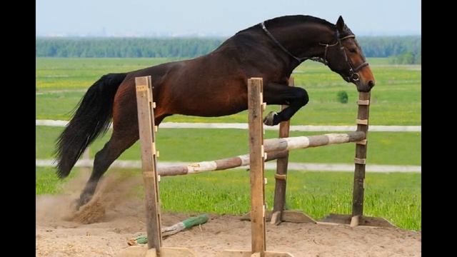 ТОП 10 самых лучших пород лошадей