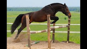 ТОП 10 самых лучших пород лошадей