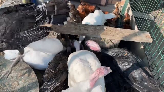 Молодые Петушки дерутся Что делать Белокрылка на Капусте