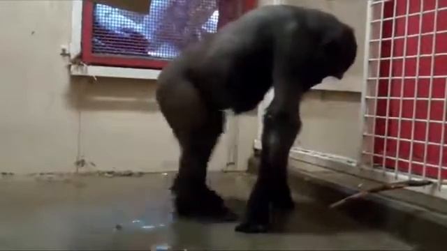 Надо танцевать Лезгинку так смотреть онлайн