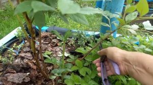 Подготовка молодого куста голубики к зимовке, обрезка .