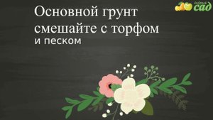 Посадка туи - как правильно посадить тую