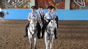 Эти служебные животные. Почему нам без них не обойтись?