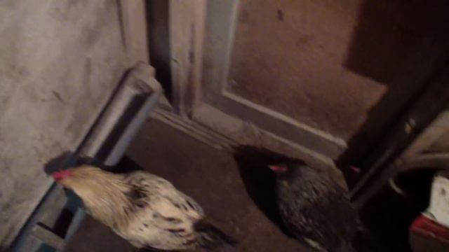 ОШИБКИ ВЕНТИЛЯЦИИ В КУРЯТНИКЕ смотреть онлайн