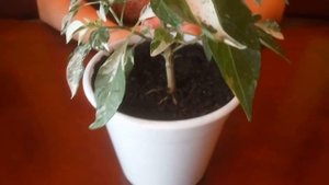 Shu Ornamental. Пестролистный острый перец ШУ