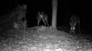 Жизнь зверей в глухих лесах Беларуси осенью