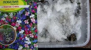 Как посеять ампельную Лобелию без пикировки. Делюсь легким способом