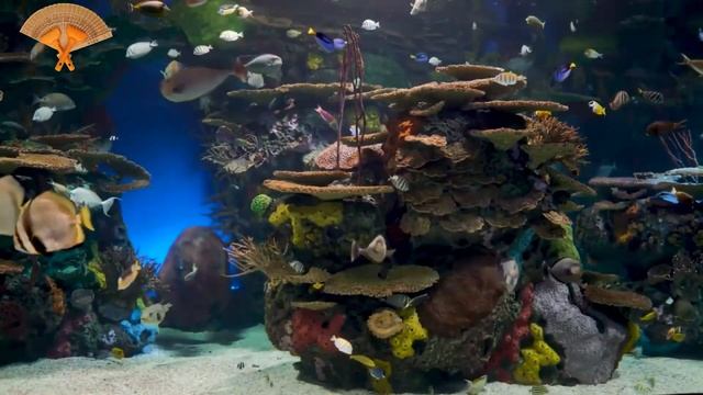 Грабли веерные Для любителей канала Грабли Live 10 11 2023 смотреть онлайн