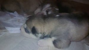 Подкупил маму Хаски, чтобы она разрешила посмотреть на щенков