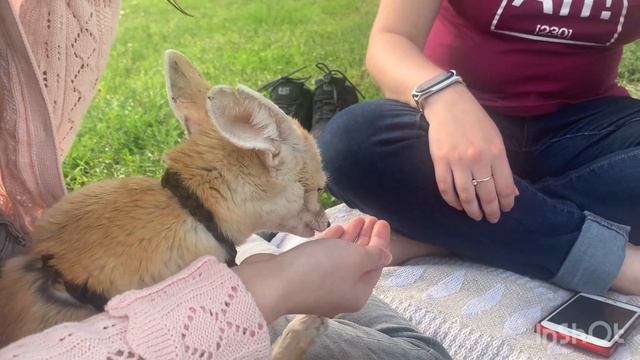 фан встреча с лисичкой Норой. лиса фенек. пустынная лиса смотреть онлайн