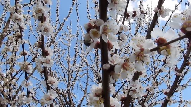 ВЕСНА !!! ПЧЁЛЫ !!! СОЛОВЕЙ !!! / SPRING!!! BEE ON!!! NIGHTINGALE!!! смотреть онлайн