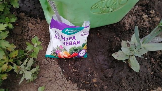 СРОЧНАЯ ПОДКОРМКА ЭУСТОМЫ ДЛЯ ЛУЧШЕГО ЦВЕТЕНИЯ. ГОТОВЛЮ РАСТЕНИЯ К 1 СЕНТЯБРЯ.