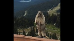 суслик кричит!