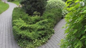 Видео журнал «Сады в отличной форме №25» Роскошный молодой сад в поселке Салтыковка.