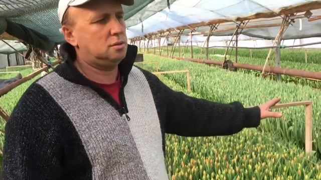 Как выбрать тюльпан к 8 марта? Тюльпаны к 8 марта
