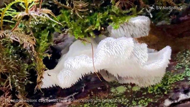 Псевдоежовик студенистый (Pseudohydnum Gelatinosum)