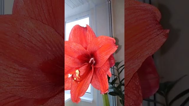 ?Комнатные цветы. Примула. Гортензия. Папоротник. Мурдания. Сансевиерия. ?Обзор? смотреть онлайн