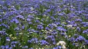 Как ПРАВИЛЬНО Сажать сидераты ❦