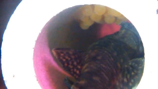 Анциструс обмахивает икру смотреть онлайн