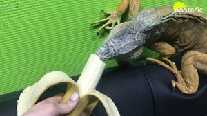 Рептилии, не нуждающиеся в кормлении насекомыми