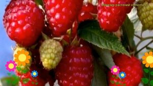 Малина обыкновенная Бриллиантовая. Краткий обзор, описание характеристик rubus idaeus Brilliantovai