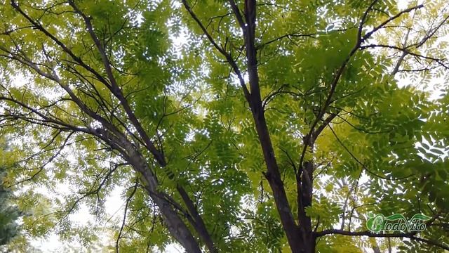 Орех белый I Juglans cinerea