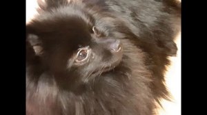 Лай собаки. Отогнать волков, котов. Dog's bark. Drive away wolves, cats.