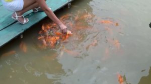 Как правильно кормить рыбу во Вьетнаме