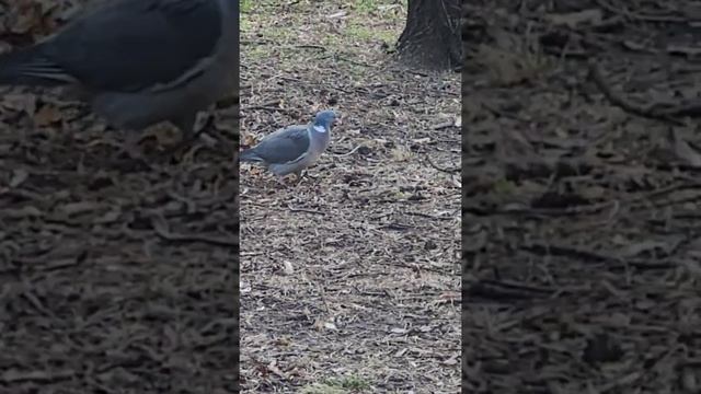 Вяхирь, он же витютень, лесной голубь, припутень ?