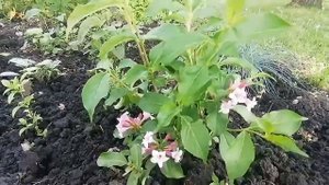 Вейгела розовая#сад с Любовью#