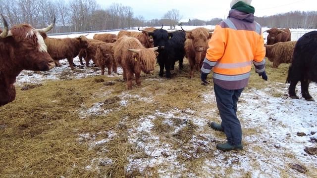 Эстонский хутор/Шотландские коровы/Быт хуторян.@SAMPOSEBE83 смотреть онлайн