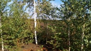 Береза бородавчатая | Plante.md