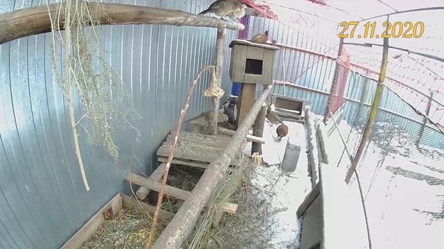 Новое укрытие для фазанов. Вольер с серебряным и обыкновенными фазанами в Челябинске смотреть онлайн