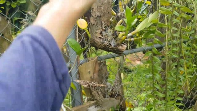 Hoya Meliflua and get bloom Loại Cẩm Cù 50$ 4 Lá Ở Úc Thì Ở Việt Nam Bỏ Bờ Rào смотреть онлайн