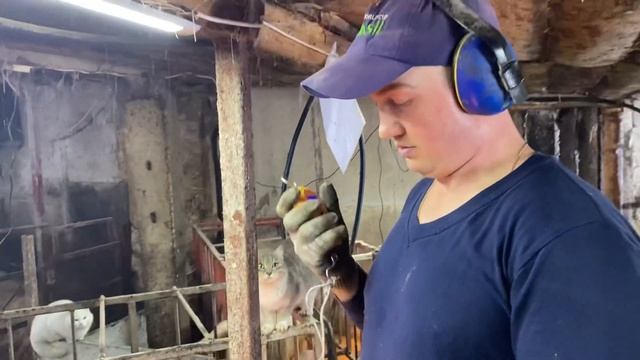 Продажа поросят Ландрас