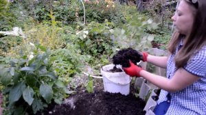 Как сажать розу в горшке