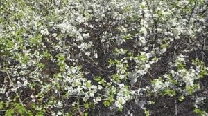 ДИКАЯ СЛИВА ИЛИ ТЕРН.ЦВЕТЁТ ТЕРН.