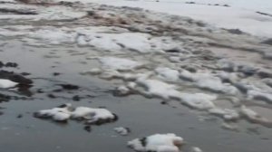 Весной за гусем