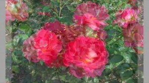 Парковая роза Декор  Арлекин от тм Дивосад