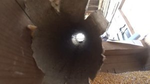 ШКШ-12. Лучший помощник для шелушения кукурузы.