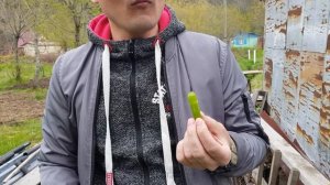 Горец сахалинский. Съедобный сорняк