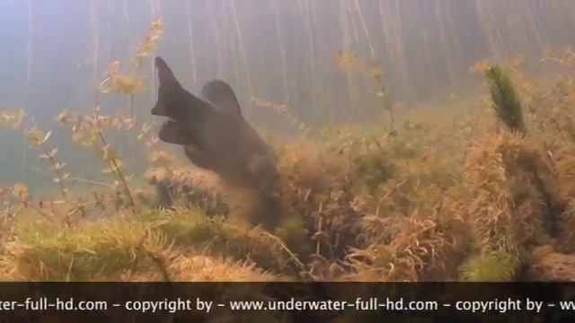 Schlei смотреть онлайн