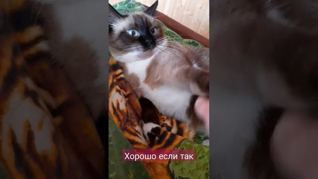 #рекомендации #тайская #cute #cat #игра смотреть онлайн