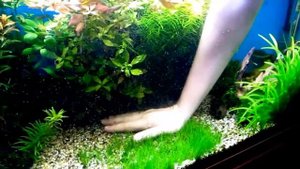 Пузыри  из грунта