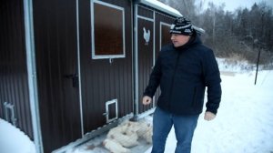 Курятник 2 в 1! Совместное содержание перепелов и кур-несушек! Смотрите как это возможно?