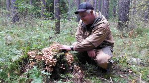 Опята просто сами лезут в корзинку! Такое бывает не часто!